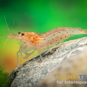 Solange Der Vorrat Reicht Orange Amanogarnele, Caridina multidentata "Orange/Red"